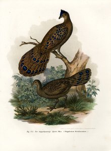 Faisán pavo real gris, 1864 de German School
